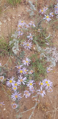 Aster altaicus