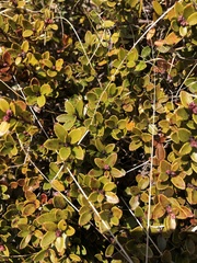 Gaultheria crassa