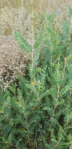 Caragana microphylla, photograph 4