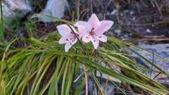 Gladiolus debilis
