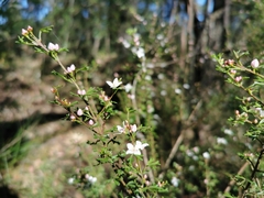 Zanthoxyloideae