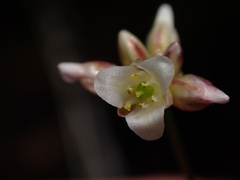Laxmannia compacta