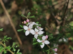 Zanthoxyloideae