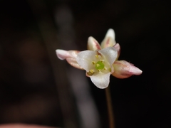 Laxmannia compacta