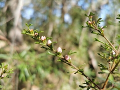 Zanthoxyloideae