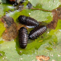 Galerucella nymphaeae