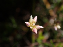 Laxmannia compacta