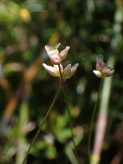 Laxmannia compacta