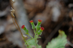 Crassocephalum crepidioides