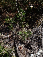 Laxmannia compacta