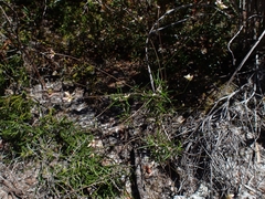 Laxmannia compacta