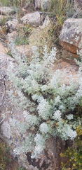 Artemisia rutifolia