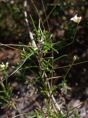 Laxmannia compacta