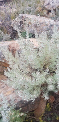 Artemisia rutifolia
