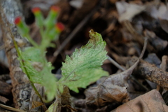 Crassocephalum crepidioides