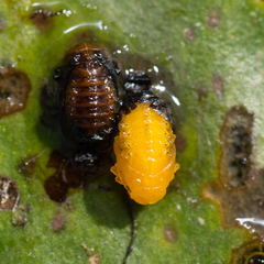 Galerucella nymphaeae