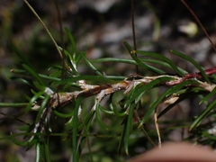 Laxmannia compacta