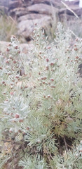 Artemisia rutifolia