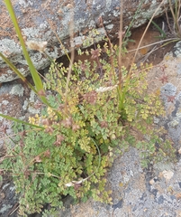 Thalictrum foetidum