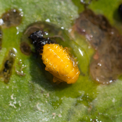 Galerucella nymphaeae