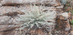 Artemisia rutifolia