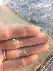 Hornungia procumbens