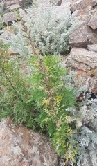 Urtica cannabina