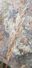 Achnatherum sibiricum