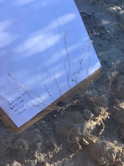 Hornungia procumbens