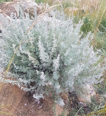Artemisia rutifolia