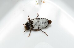 Dermestes frischii
