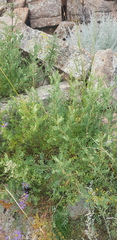 Caragana microphylla