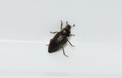 Dermestes frischii