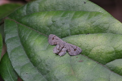 Epipleminae