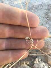 Hornungia procumbens