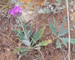 Saussurea salicifolia