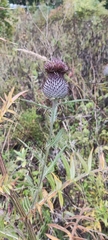 Cirsium decussatum
