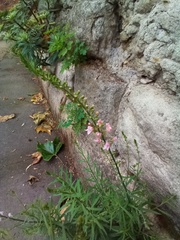 Linaria purpurea
