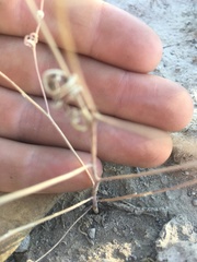 Hornungia procumbens
