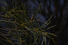 Acacia acuminata