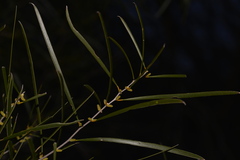 Acacia acuminata