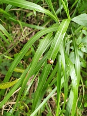 Aspidimorpha sanctaecrucis