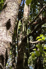 Dendrobium teretifolium