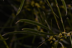 Acacia acuminata