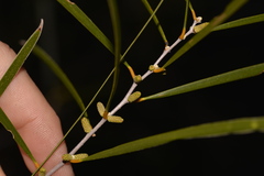 Acacia acuminata
