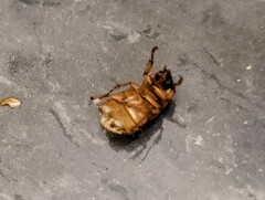 Cyclocephala