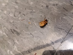 Cyclocephala