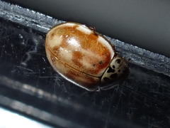Harmonia quadripunctata