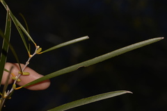 Acacia acuminata