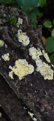 Trichoderma sulphureum